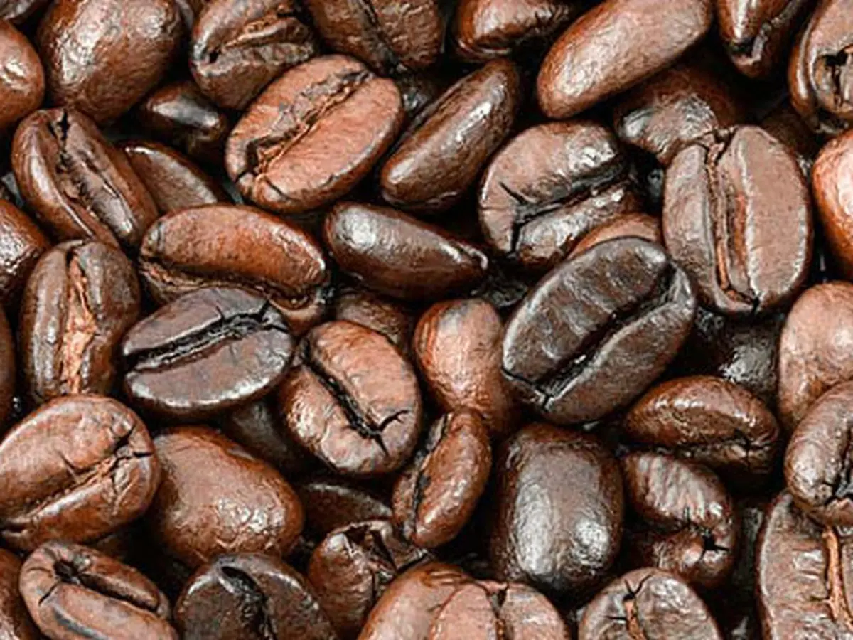 Olahan Kopi Arabika