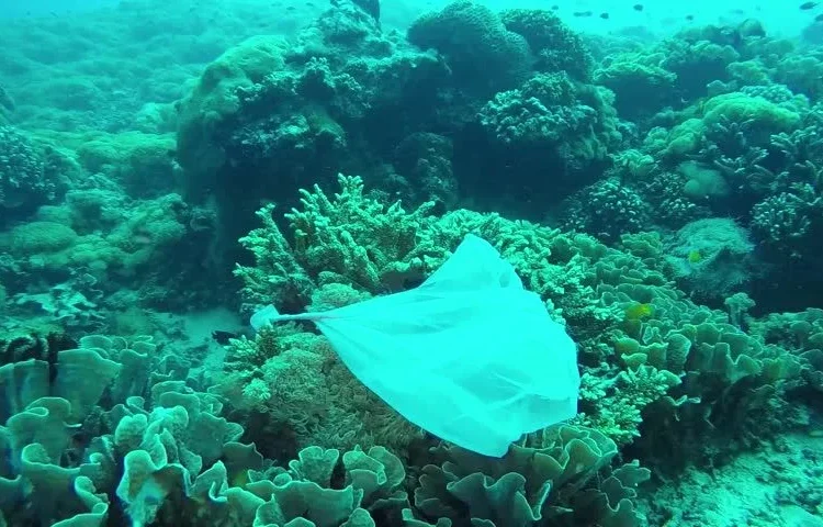 Patroli Laut Hijau