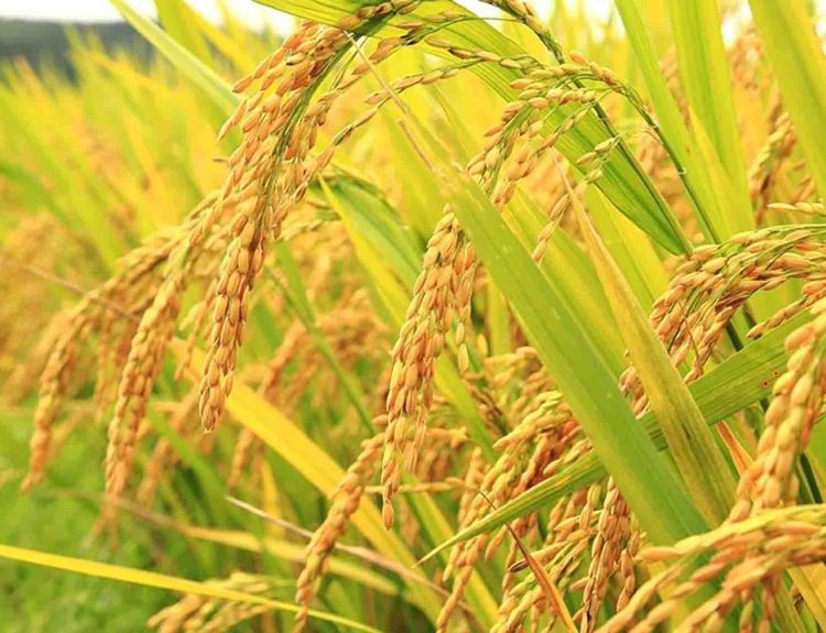 Alat panen padi combine harvester