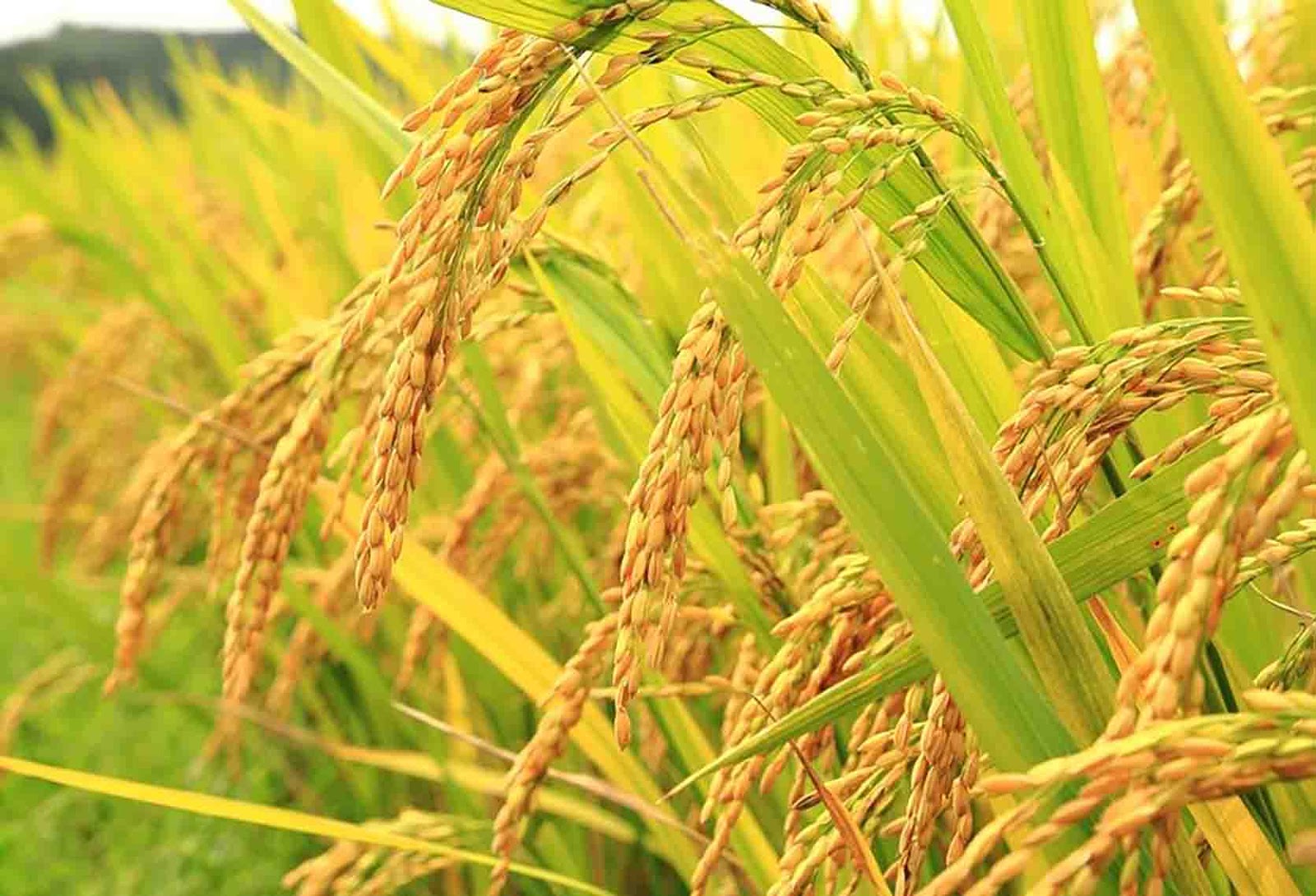 Alat panen padi combine harvester