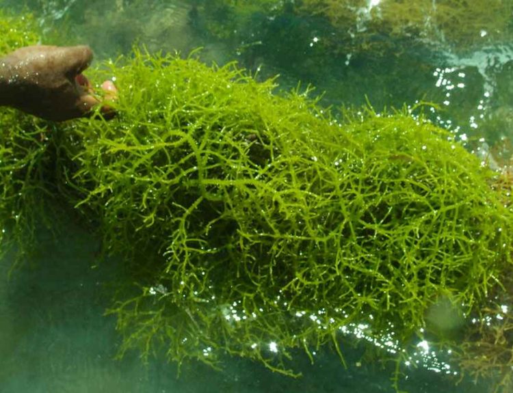 Peluang Usaha Rumput Laut: Potensi Besar dari Lautan Indonesia