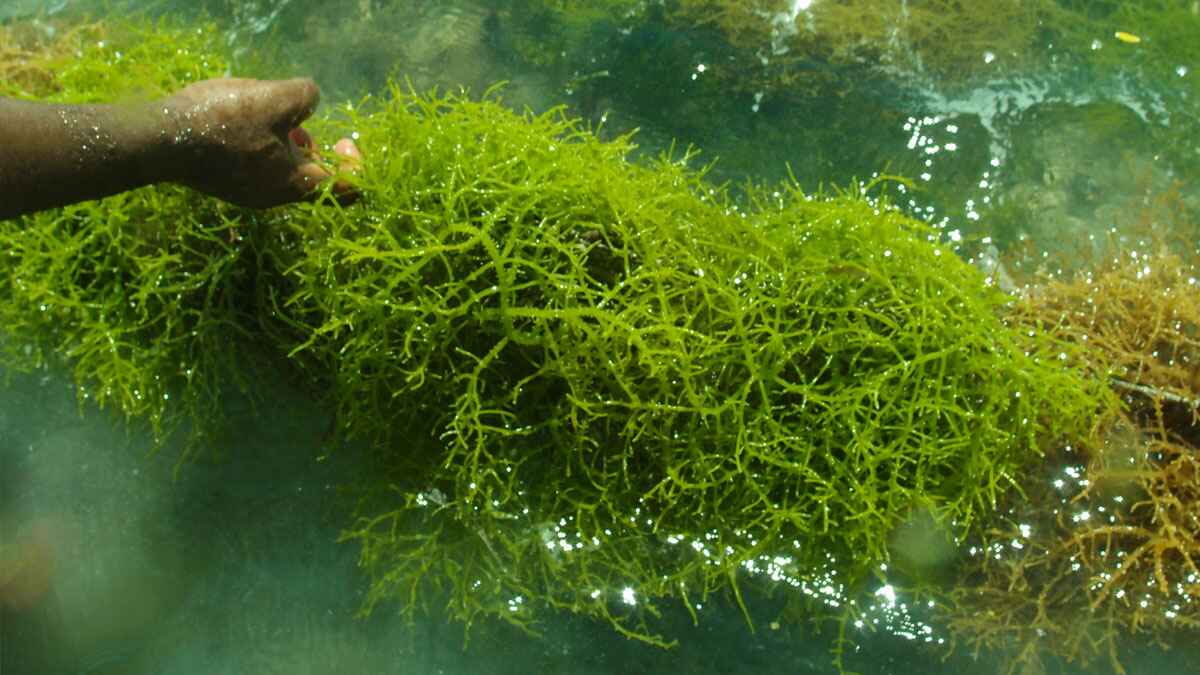 Peluang Usaha Rumput Laut: Potensi Besar dari Lautan Indonesia