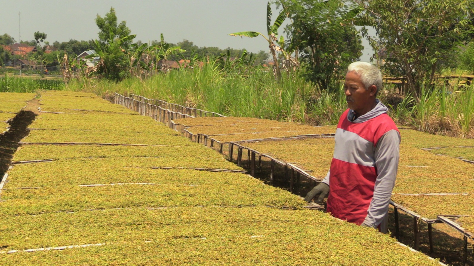Perajang tembakau
