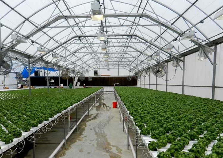 Jasa greenhouse