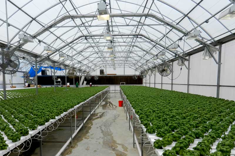 Jasa greenhouse