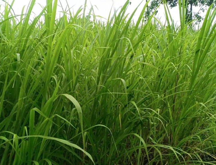Faktor Kualitas Rumput Pakan Ternak