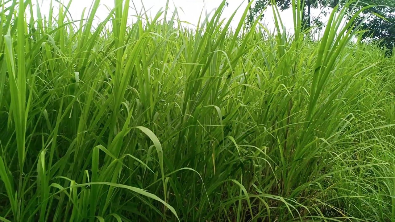 Faktor Kualitas Rumput Pakan Ternak