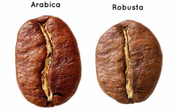 Jenis Kopi Arabika dan Robusta
