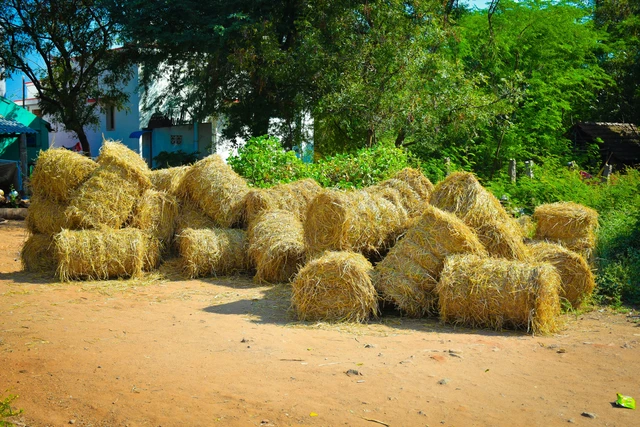 Cara Membuat Pakan Kambing dari Jerami Padi Praktis