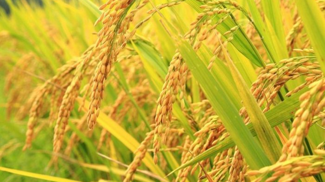 cara usaha panen padi