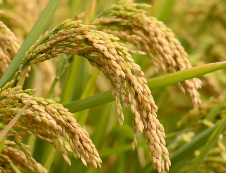 mesin panen padi kecil