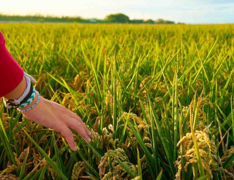 peran mesin power thresher