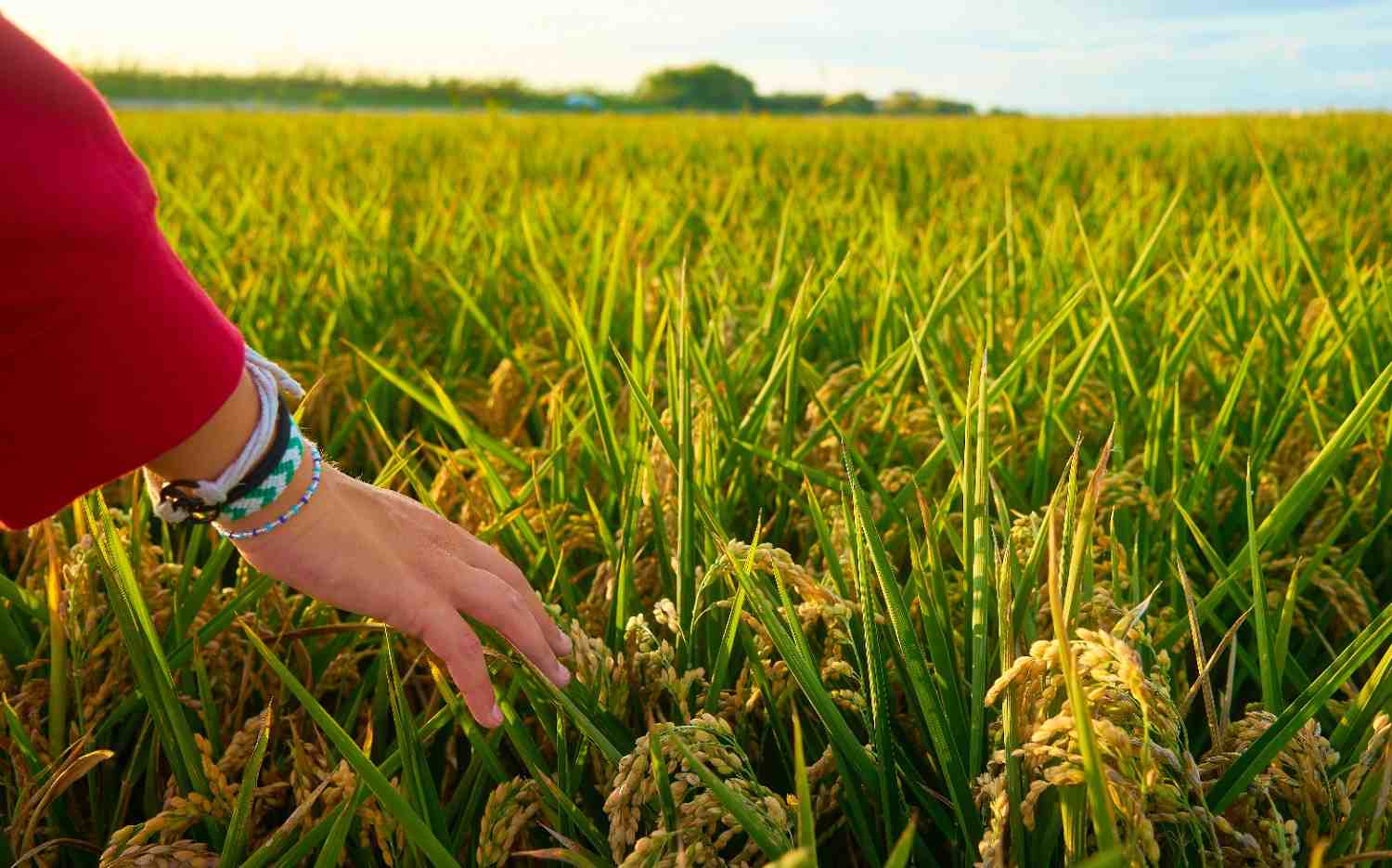 peran mesin power thresher